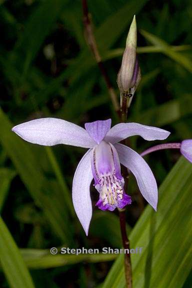 bletilla striata 3 graphic